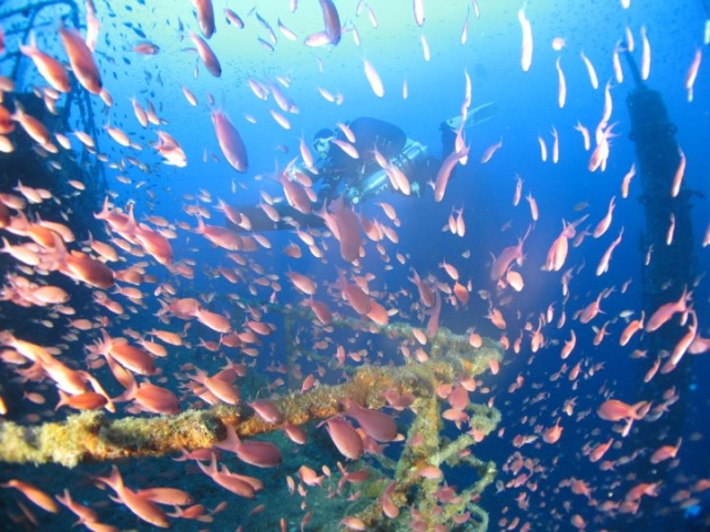  Peces torbellinos 